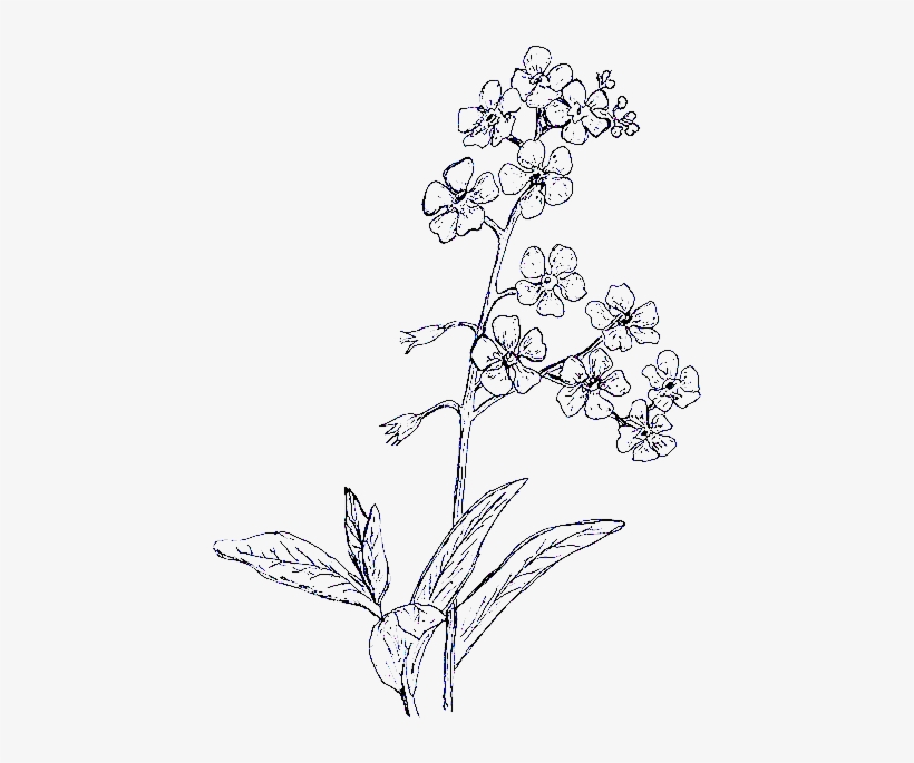 Harriet Church London Bespoke - Forget Me Not Drawing, transparent png #1453640