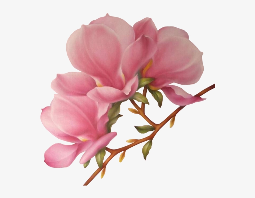 Branches Drawing Magnolia Flower - Drawing, transparent png #1453765