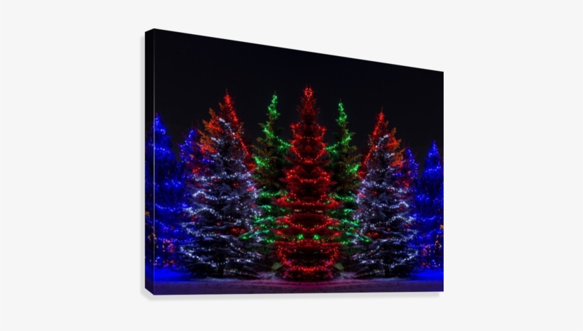 Colourful Christmas Lights Around Several Evergreen - Christmas Lights In Evergreen Trees, transparent png #1453919