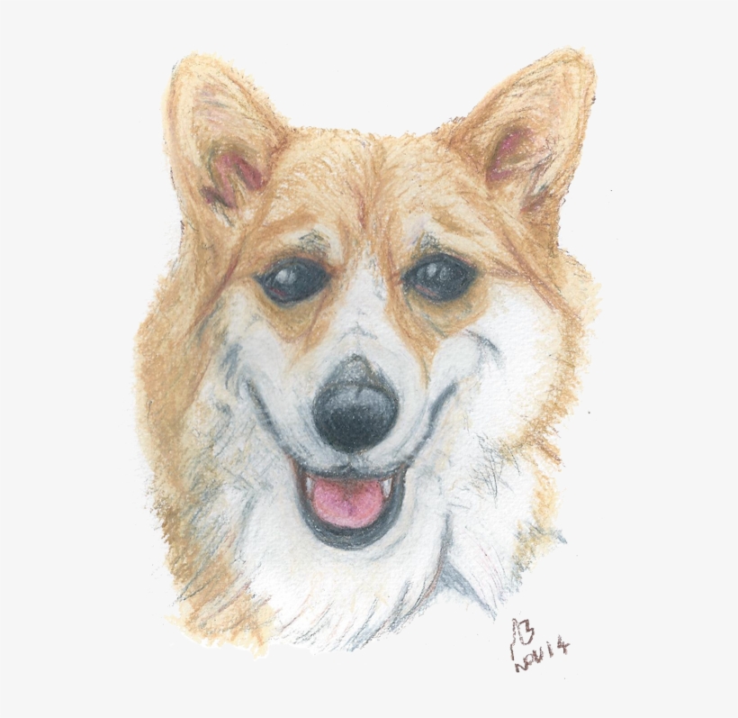 A Watercolour Pencil Drawing Of A Corgi - Drawing, transparent png #1456289