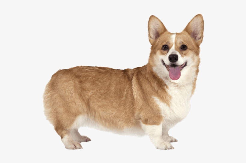 Pembroke Welsh Corgi - Corgi Png, transparent png #1456319