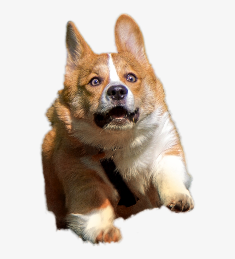 Transparent Corgis Pinterest And - Corgi Transparent, transparent png #1456349