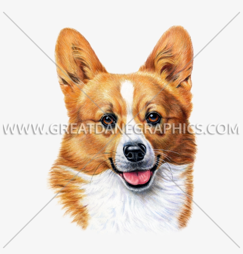 Welsh Corgi - Pembroke Welsh Corgi, transparent png #1456350