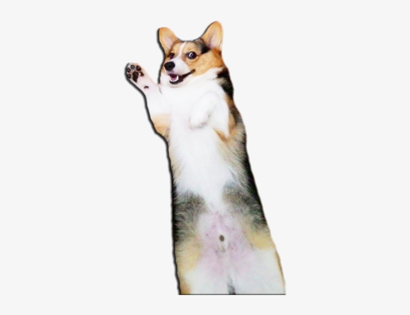 For Those Of You Who Might Enjoy A Creepy, Cheeky Corgi - Corgi Butt Transparent Background, transparent png #1456478