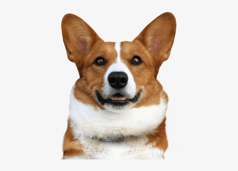 Search - Welsh Corgi, transparent png #1456658