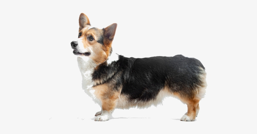 Pembroke Welsh Corgis Are Smart, Affectionate And Alert - Pembroke Welsh Corgi, transparent png #1456675