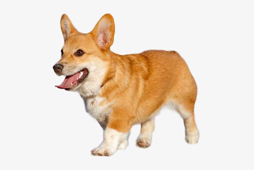 Pembroke Welsh Corgi, transparent png #1456745