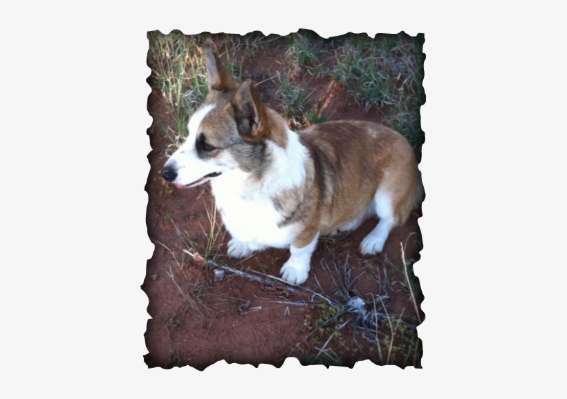 Spanky Is One Of Our First Corgi Puppies That We Kept - Pembroke Welsh Corgi, transparent png #1456856