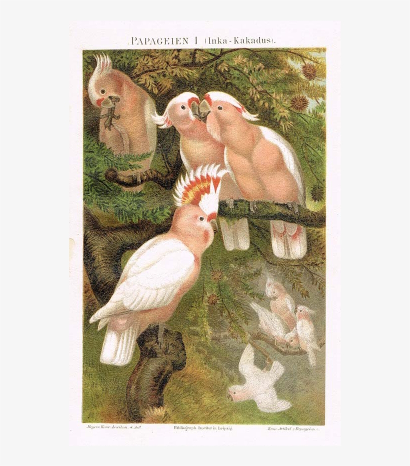 Picture Stock Parrots Major Mitchell S And Arara Lithographs - Brehms Tierleben 1900 Major Mitchells Cockatoo Poster, transparent png #1457181
