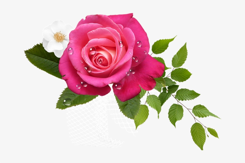 Flor Rosas Png - Hoa Png - Free Transparent PNG Download - PNGkey