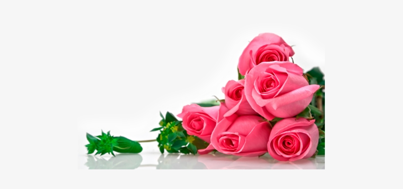 Liked Like Share - Flowers Background Image For Rose, transparent png #1457985