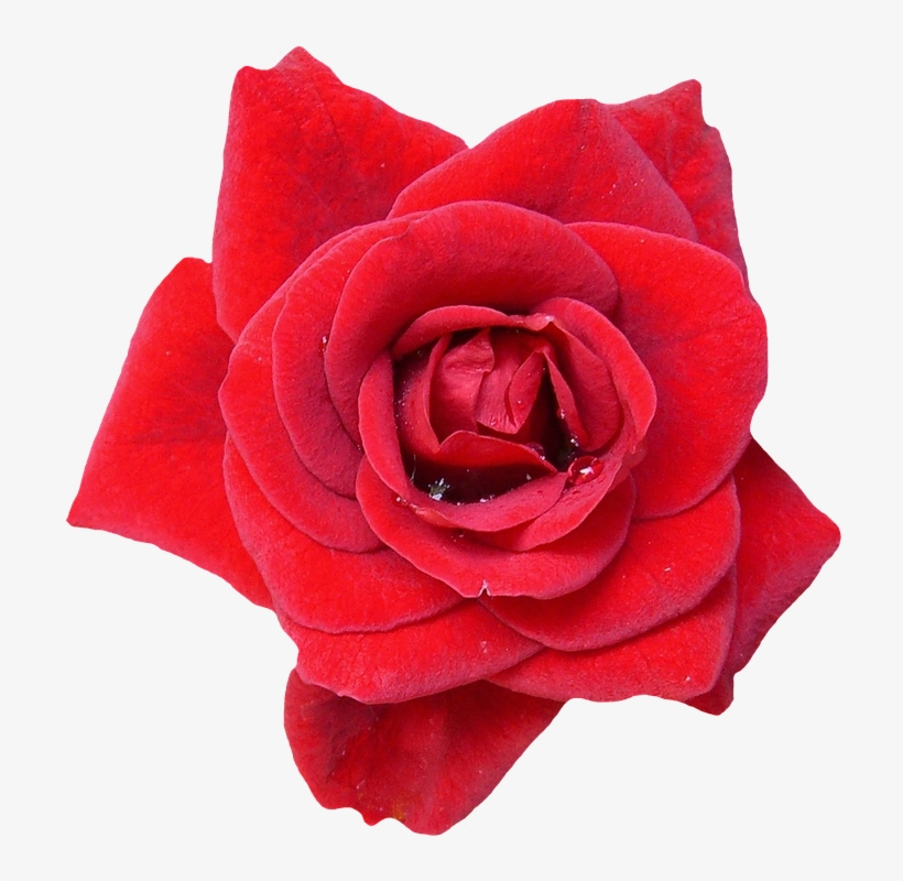 Alone Als Ebook Von Rose A Grey, transparent png #1458271