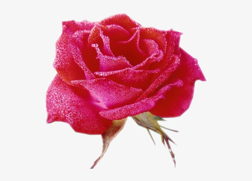 Rosas - Tube Rose, transparent png #1458554