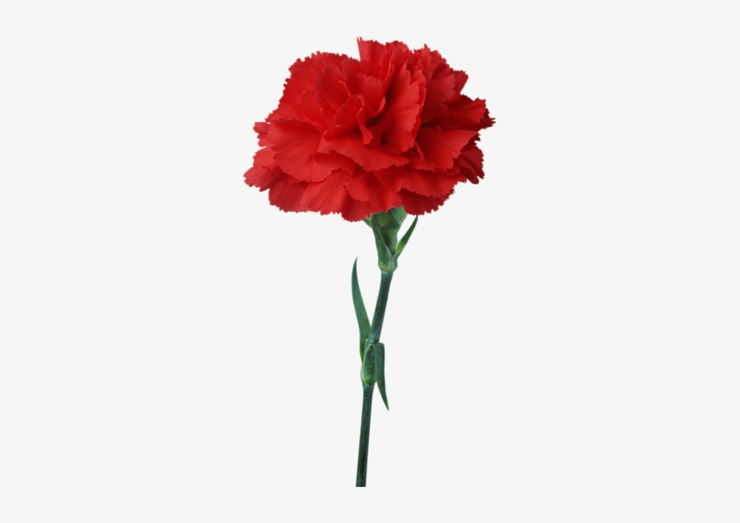 Related Wallpapers - Red Carnation, transparent png #1459346