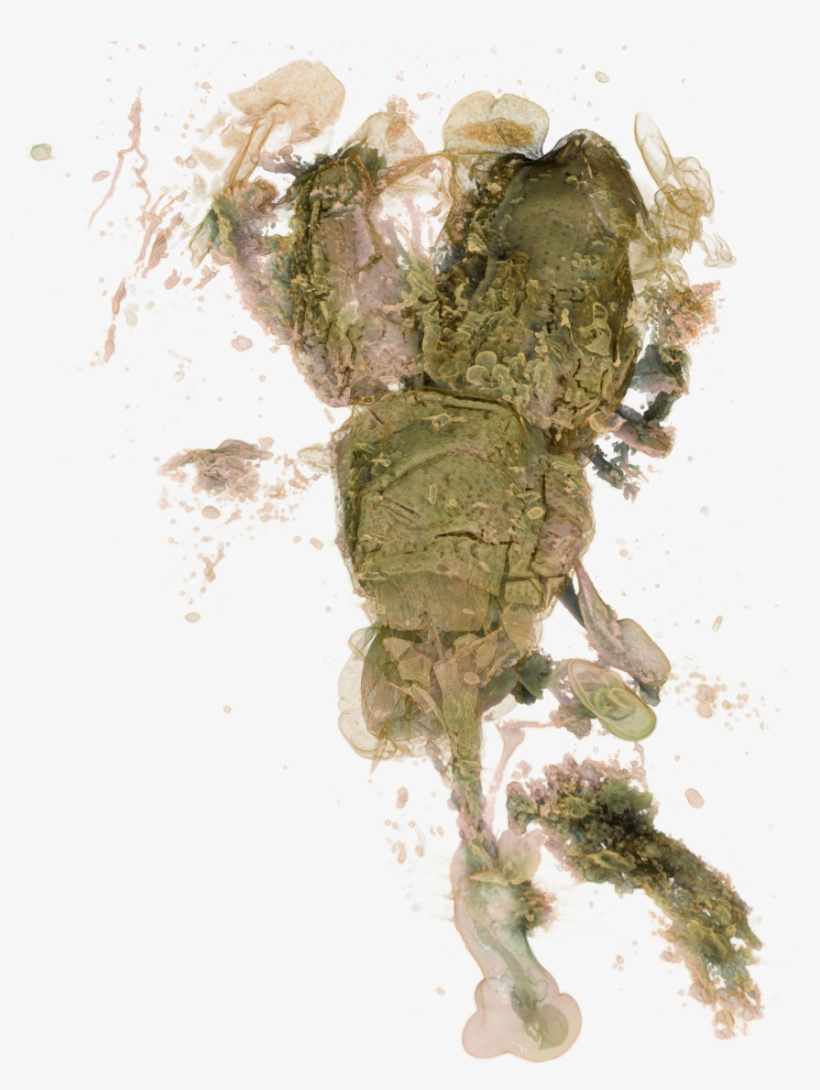 Petalotarsus-01 - Green Iguana, transparent png #1459610