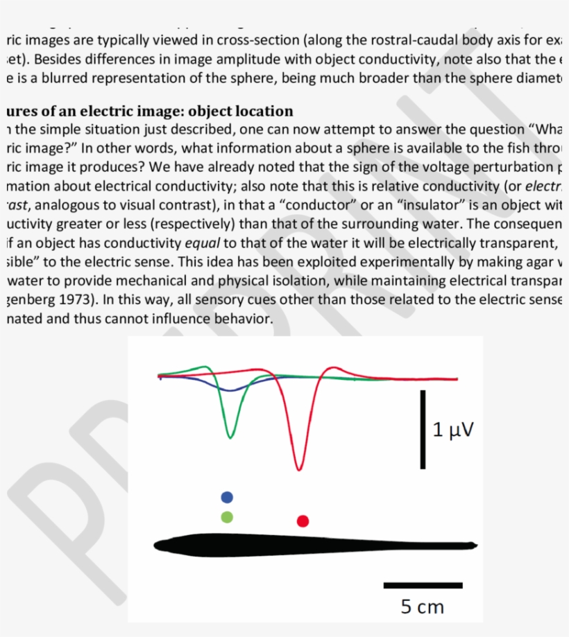 Overlays Of Electric Images For Prey-like Objects At - Diagram, transparent png #1460107