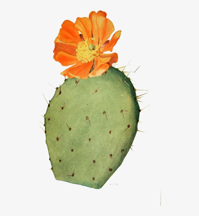 Cactaceae Drawing Flower Prickly Pear Illustration - Prickly Pear Cactus Drawing, transparent png #1463247