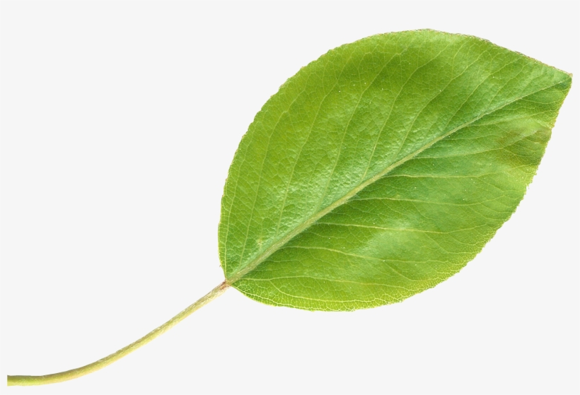 Pear Leaftransparent - Grow Young: 10 Steps Back To Youth Forward, transparent png #1463325
