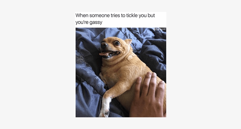 The Best Of Barkpost Shorties And Memes - Joke, transparent png #1466146