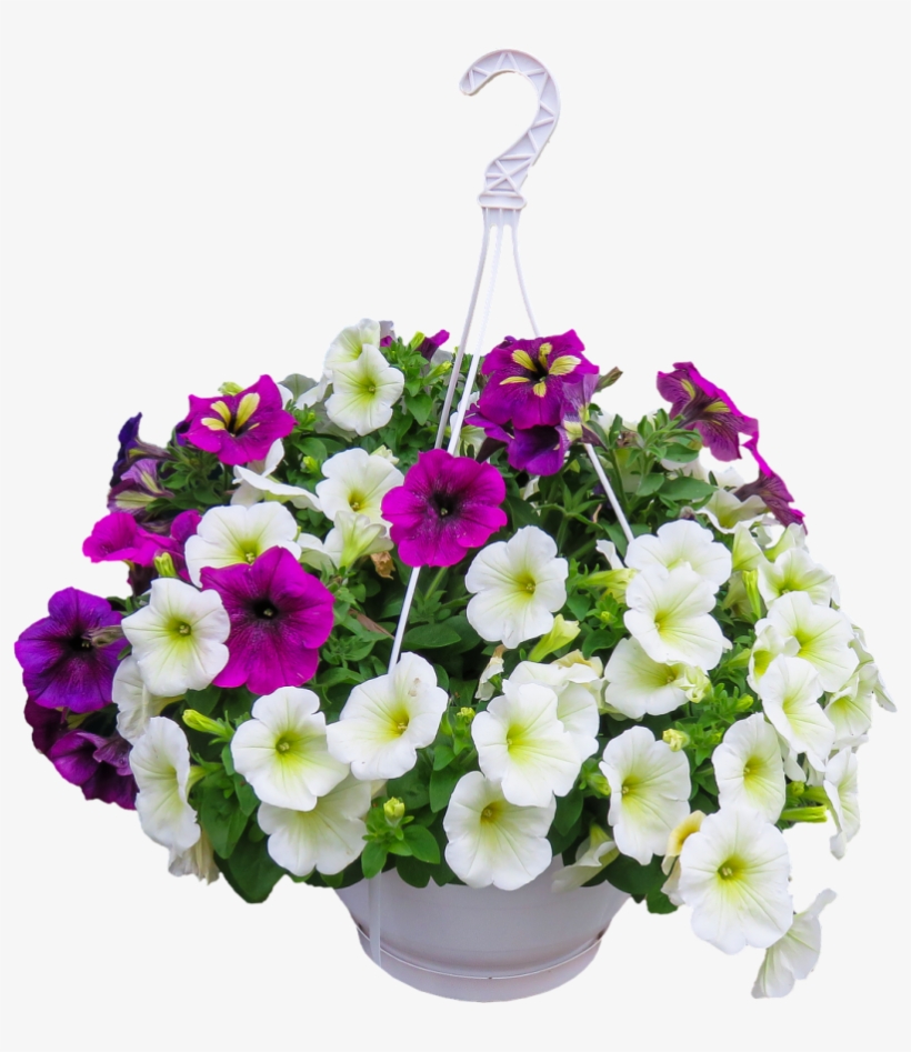 Happy Hanging Baskets - Flower, transparent png #1467587