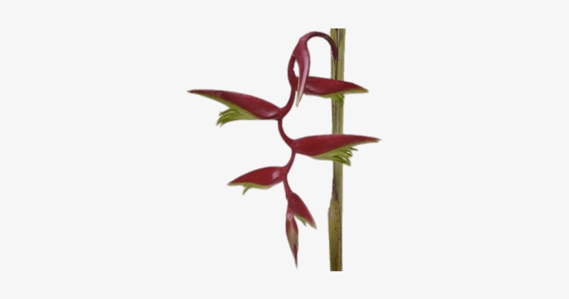 Download - Lobster-claws, transparent png #1467778