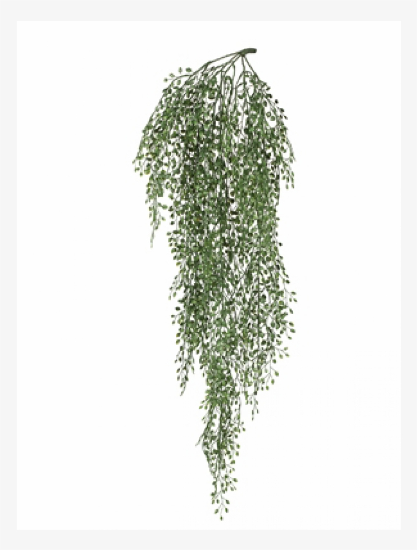 Hanging Plant For Screen, transparent png #1467808