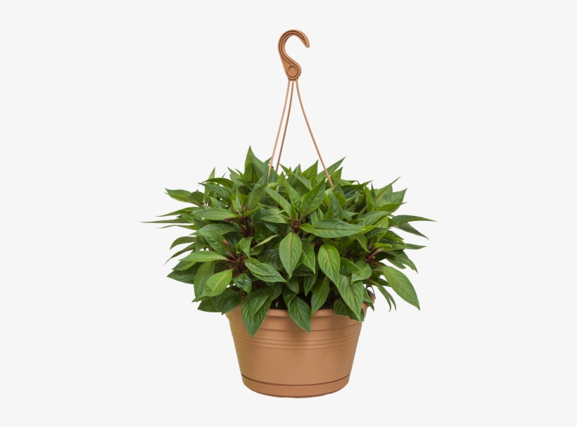 Home > Collection > Green Basics Hanging Basket - Maggiorana Png, transparent png #1467877