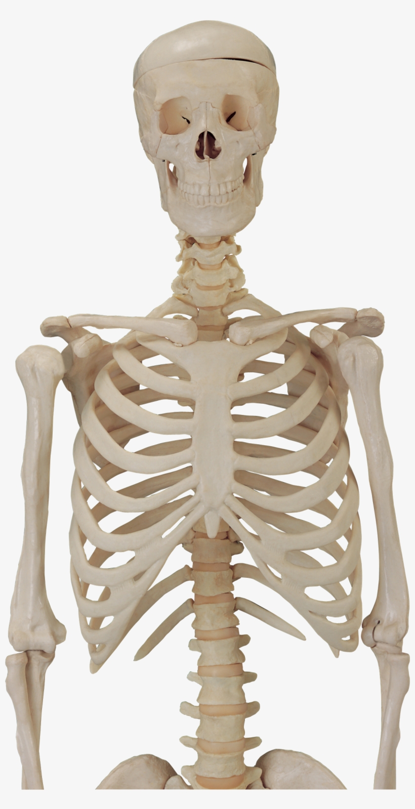 Skeleton Png - Skeleton Png For Picsart - Free Transparent PNG ...