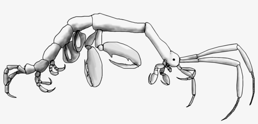 Generalized Caprellid Body Plan - Shrimp Skeleton - Free Transparent ...