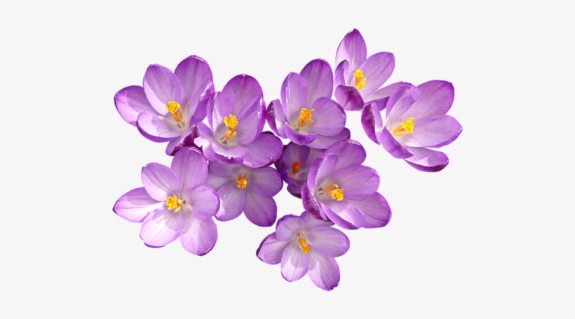 1 0 7fe21 36f867be Orig - Crocus, transparent png #1468880