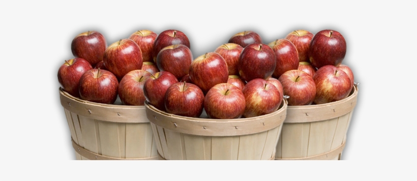 Altamont Orchards - Apples In A Basket, transparent png #1469639