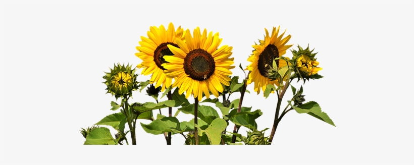 Sunflower, Flower, Yellow Flower, Bloom - Sunflower Png, transparent png #1469804