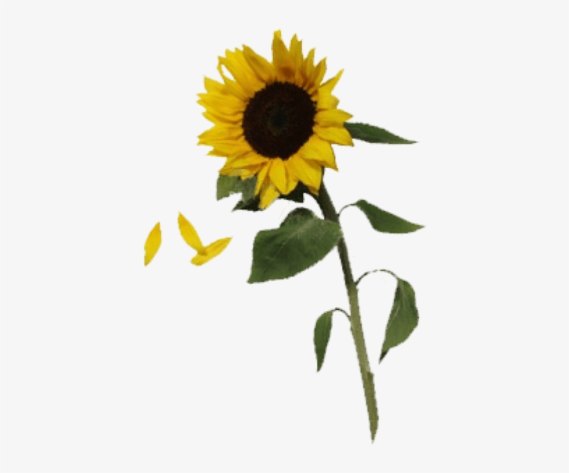 Free Png Sunflowers Free Download Png Png Images Transparent - Sunflower Png, transparent png #1469887
