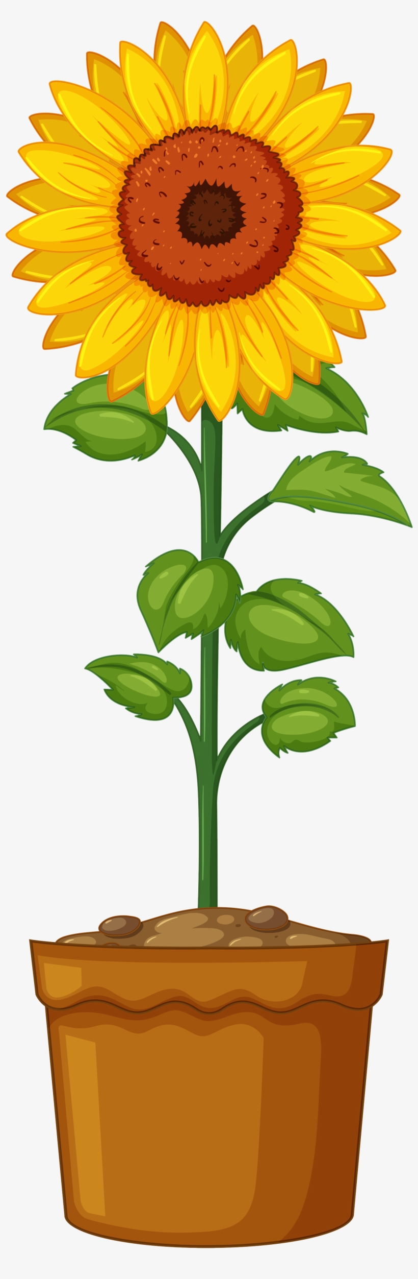 Sunflower Life Cycle, transparent png #1469921