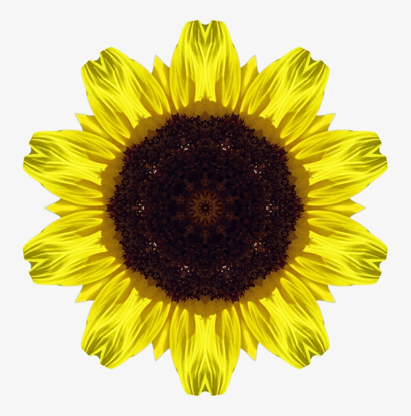 Common Sunflower Photosynthesis Art Exhibition - Free Download Sunflower, transparent png #1469922