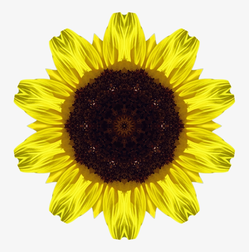 Common Sunflower Photosynthesis Art Exhibition - Free Download Sunflower, transparent png #1469922