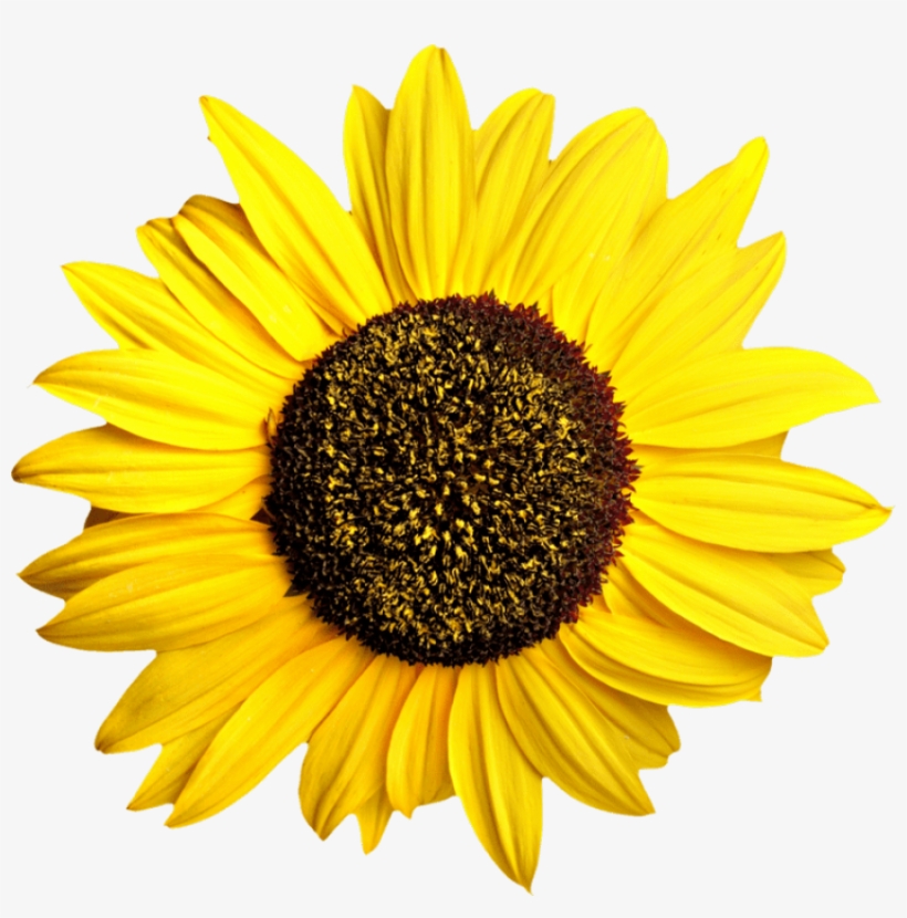 Free Png Sunflower Png Images Transparent - Sunflower Transparent, transparent png #1469978