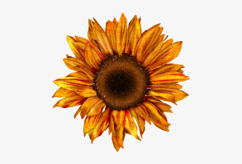 Sd Ae Sunflower 2 - Free Sunflower Png Clipart, transparent png #1470038