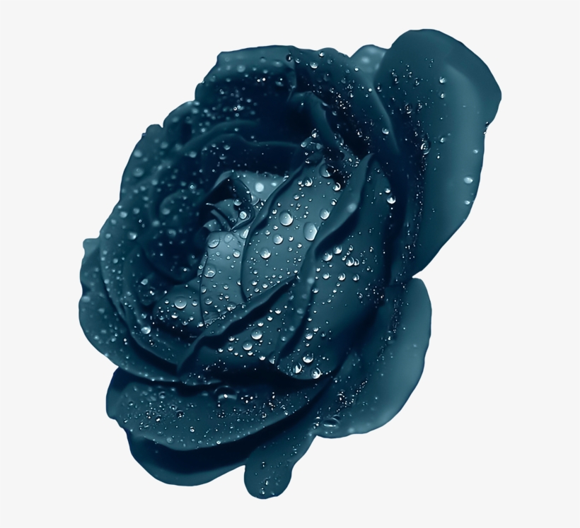 Free Download Purple Rose Transparent Clipart Rose - Dark Blue Rose Flower, transparent png #1470250