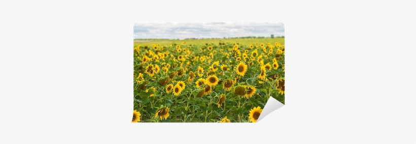 Sun Flowers Field In Ukraine Sunflowers Wall Mural - Common Sunflower, transparent png #1470276