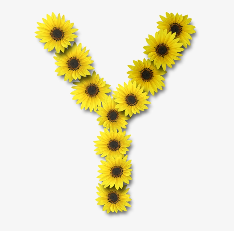 Alfabeto Sunflowers Y Alpha Flowers Pinterest - Sunflower Letter Y, transparent png #1470456