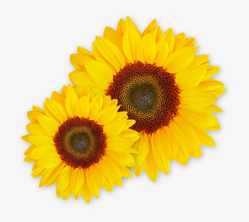 See What Linda Can Do - Girasoles Vector, transparent png #1470541