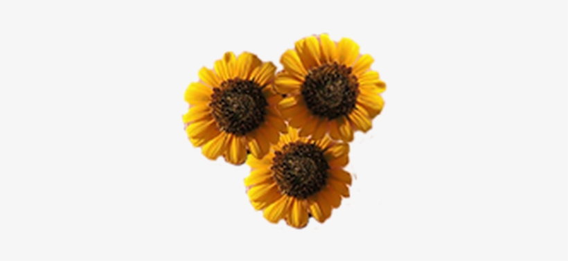 Picture - Artificial Flower, transparent png #1470563