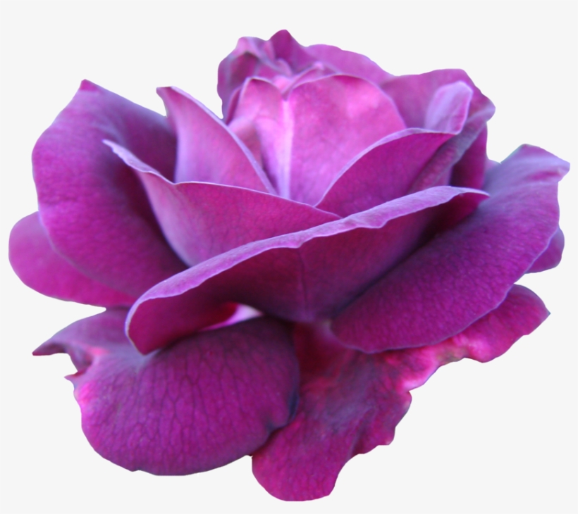 Purple Pink Rose Png, transparent png #1470674