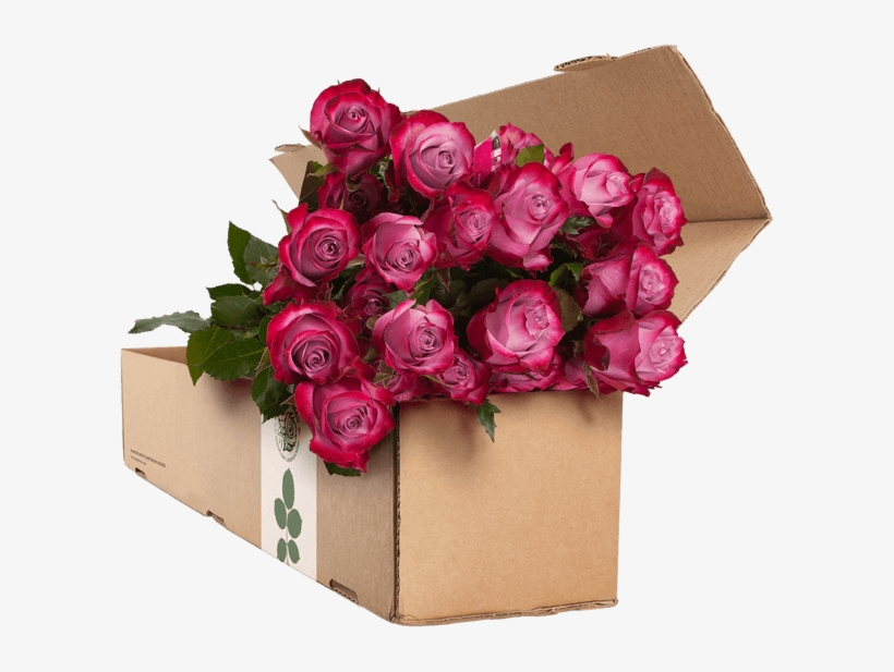 24 Purple Roses - Flower Delivery, transparent png #1470986