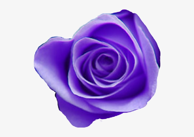 Tumblr Purple Aesthetic Purpleaesthetic Purpleflowermix - Purple Roses, transparent png #1471063