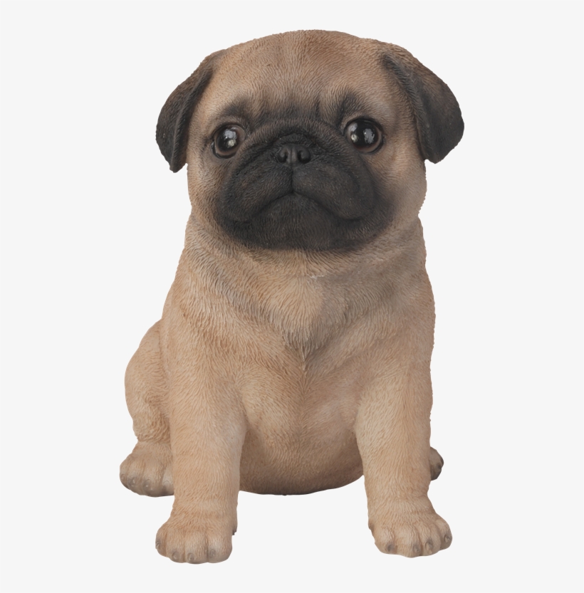 Pet Pal Pug Puppy - Sitting Pug, transparent png #1471577
