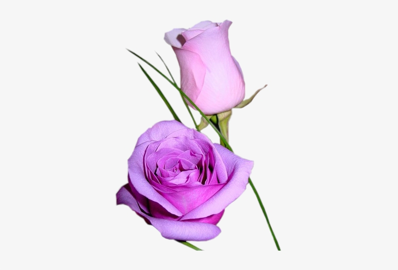 Purple Roses - Auguri Di Un Buon Compleanno Beatrice, transparent png #1471832