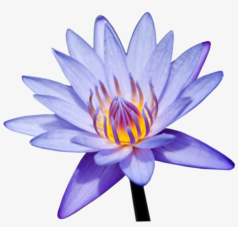 Visit - Sacred Lotus, transparent png #1471943