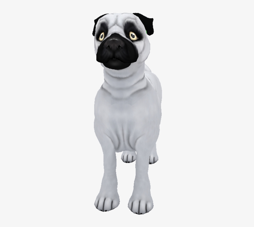 Pug Morrison White - Pug, transparent png #1471963